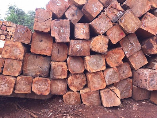 lưu ý trước khi mua Gỗ lim Lào giá bao nhiêu tìm hiêu và chi tiết (1)