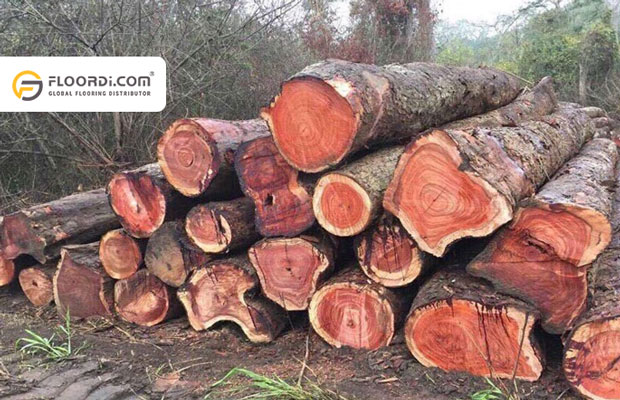 Sàn mua bán, sản xuất, thi công bán gỗ giáng hương Tuy Hoà, Phú Yên tốt (3)